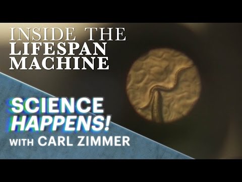 Science Happens! | Episode 4 | Can a worm's lifespan hold the secrets to human aging?