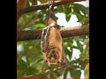 Bat bird sings !!! | Bats sound | Bat animal | Amazing Bird | Facts About The Bat | Strange bird |