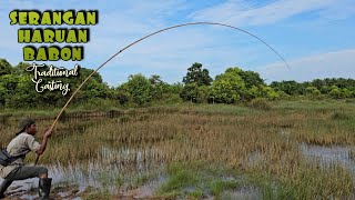Download lagu MAMAIR IWAK HARUAN/GABUS BABON IN LAKE PURUN HIDDEN ON THE EDGE OF THE FOREST mp3