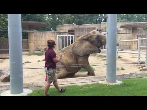 Elephant Feeding Time at Memphis Zoo - Eats Watermelon!