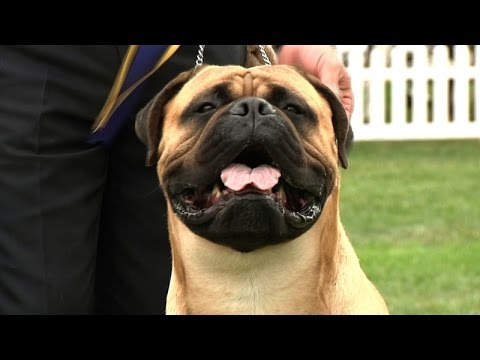 Around the Dog World - Best of 2014 (Ep 39)