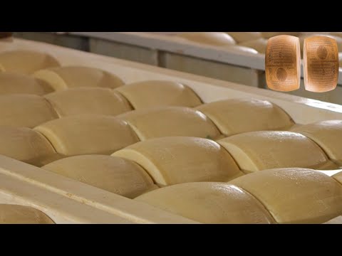 How Italian Parmesan Wheel of Cheese Is Made / 3.6 million wheels are produced each year