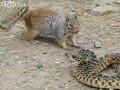 Белка vs змея 