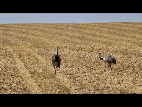 Nandus Mecklenburg-Vorpommern an der Grenze zu Schleswig-Holstein Deutschland