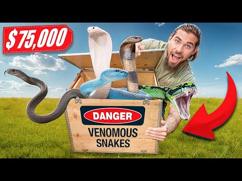 Giftschlange im Wert von 75.000 US-Dollar – Auspacken! (Europa-Import)