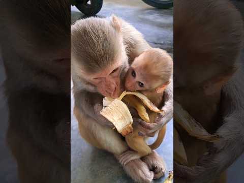 monkey with baby eating banana #monkey #monkeyvideo #bandar