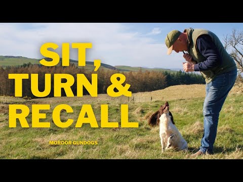 3 Whistle Commands You NEED To Teach Your Dog