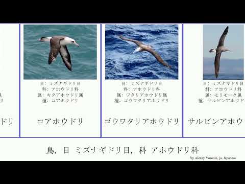 タラサルケ クロロリンクス