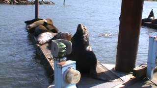 preview picture of video 'Sea Lion getting mad and a couple of Sea Lion bullys'
