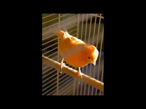 The McCarters - My Songbird