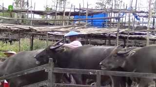 preview picture of video 'Populasi Kerbau Kalang Lebak Singkil Meningkat'