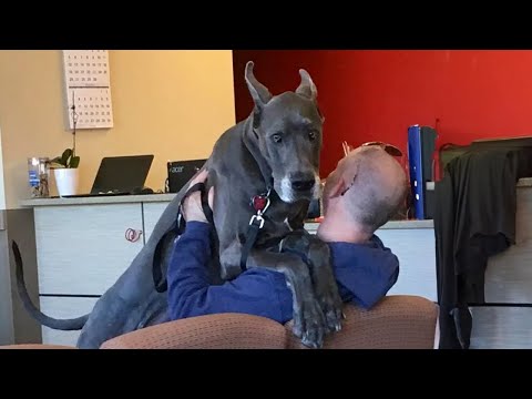Même les grands chiens deviennent petits chez le vétérinaire🤣 drôle de réaction d'un chien