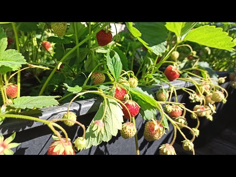 Obst und Gemüse für die perfekte Terrassen Bepflanzung 2023