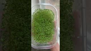 Download lagu Sprouting Chia Seeds mp3 Download lagu Sprouting Chia Seeds mp3