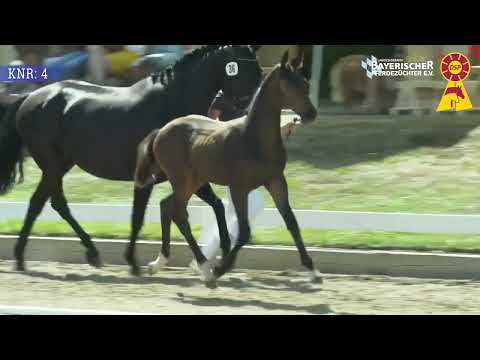 KNR: 4 Hengst v. F-D'Avie x DeLorean