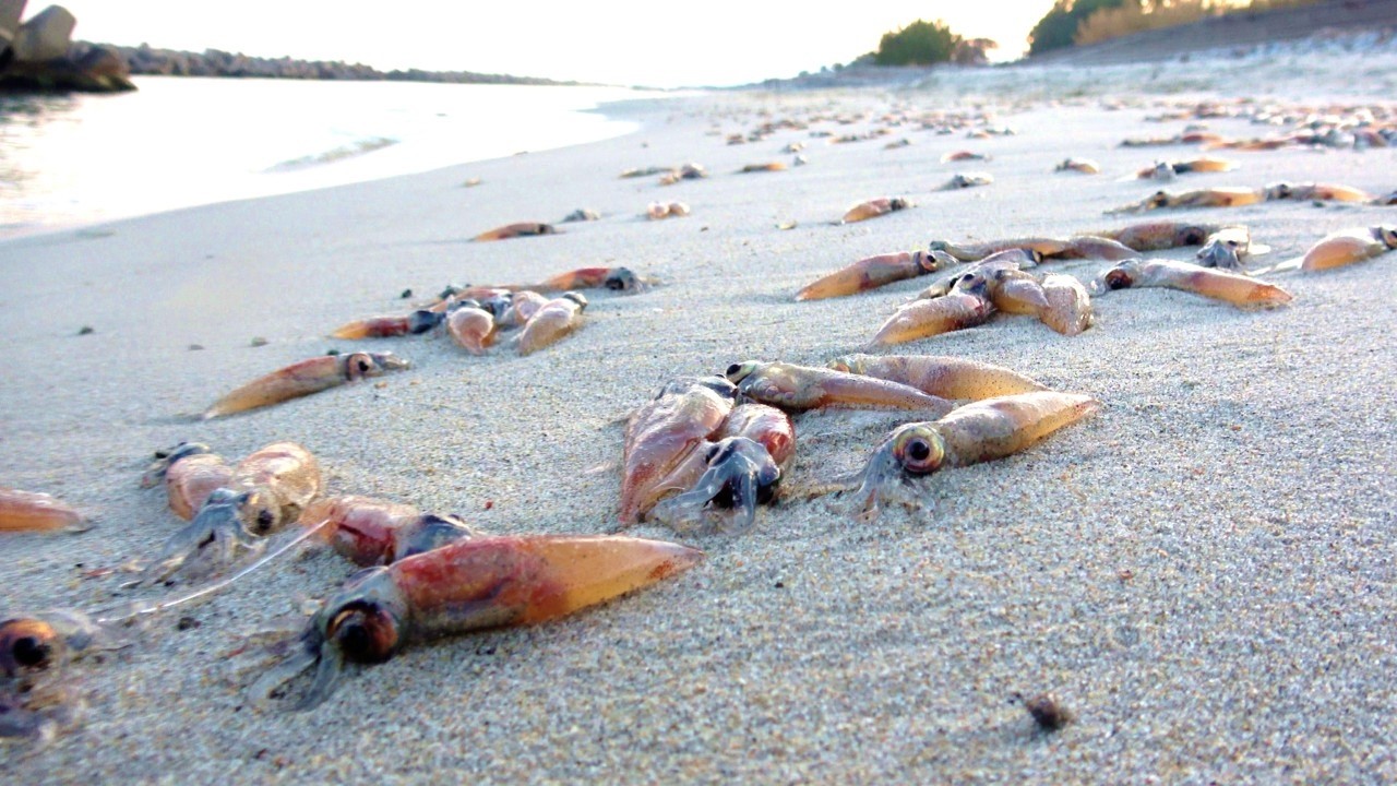 イカが大量発生してエグいことになってる