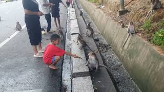 People give some food to monkey for eat