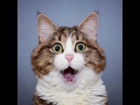 😻😻❤️lovely cat moments ❤️😻😻#short#