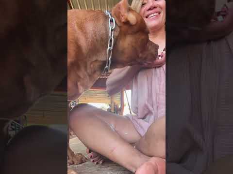 ซ่อนอีกแล้วเอามา #คนรักหมา #postviralシ #fbreelsfypシ゚ #pets