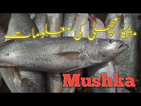 Mushka Fish Details | مشکا مچھلی کی معلومات #mushka #fishinfo #informative