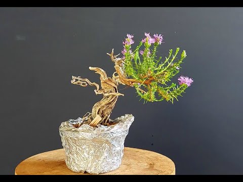 Bonsai Tree Thyme 5 Step 1