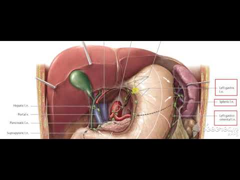 Stomache lymphatic drinage 3
