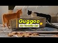 Cats Dangerous Fight Angry Orange Cat Guggu Muizzaacatcare