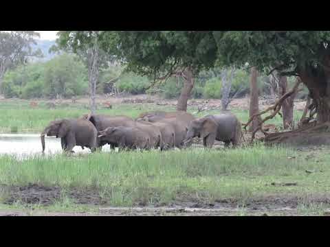 Elephants and a Mixture of Animals and Birds in the Background.