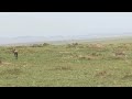 Wildebeest Turns The Tables On A Cheetah
