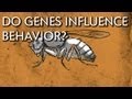 How Do Genes Influence Behavior Instant Egghead 18
