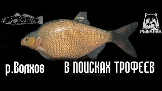 Ссылка