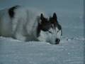 Eight Below - Gollum's Song 