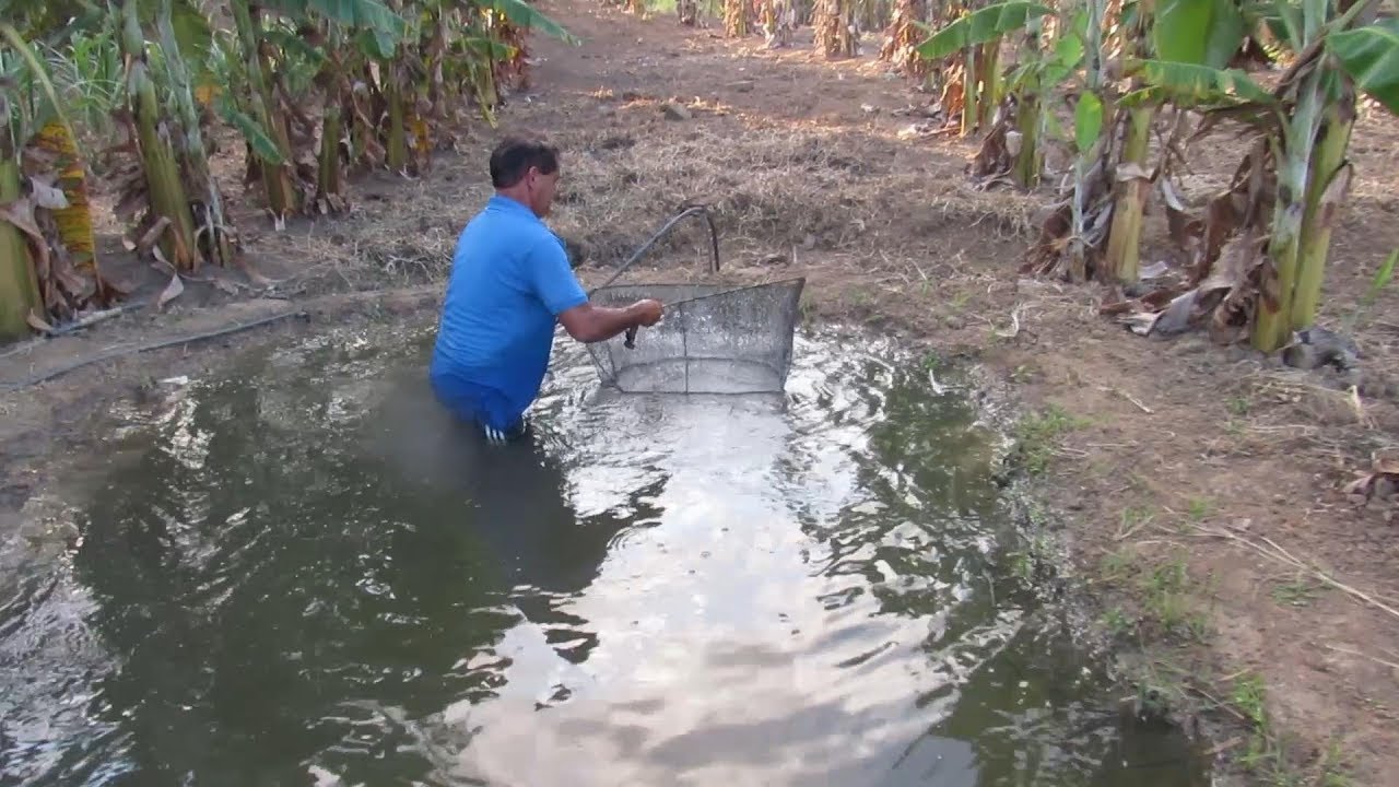 SEPARANDO OS ALEVINOS DAS TILÁPIAS PARA O NOVO POÇO
