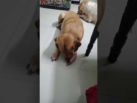 Ragini FemChannel is live