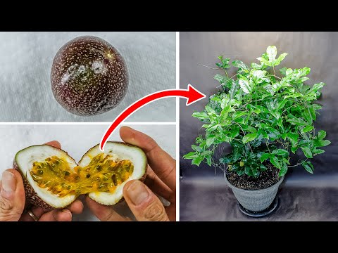 Growing Passion Fruit Plant Time Lapse - Seed To Vine (100 Days)