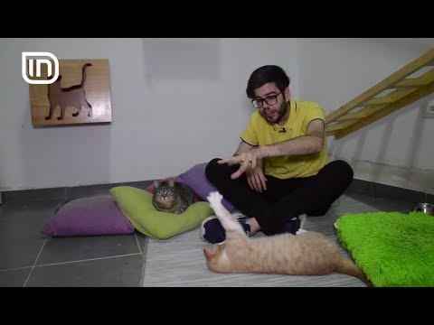 Life is Better with Friends 24052017 - Pse macet duhet te shkojne ne hotel