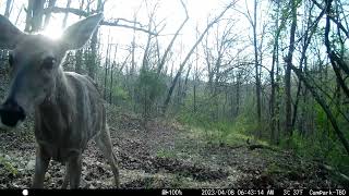 Trail Cam Tuesday - December 19, 2023