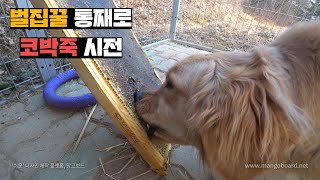 진짜 개꿀빠는 리트리버, 벌집꿀 째로 개들 줘보기