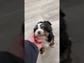 Mini Bernedoodle dogs for sale: Archie - Video 1
