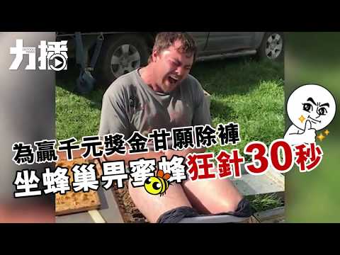 除褲坐蜂巢畀蜜蜂狂針