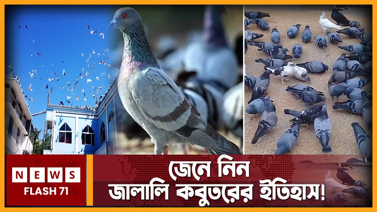 দেখে নিন জালালি কবুতরে রহস্য