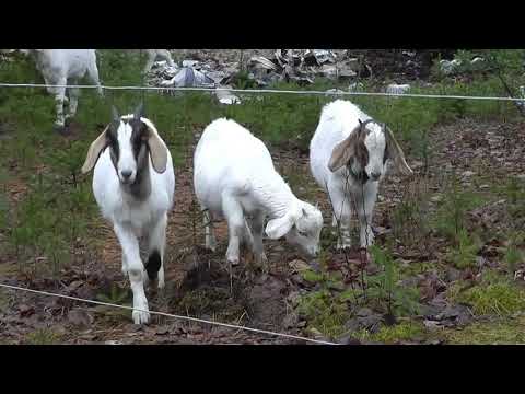 Industrial Safety Fencing