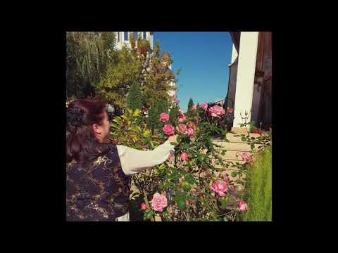 Victorita Pasca - Niciodata nu-i pacat