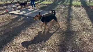 Video preview image #1 German Shepherd Dog-Unknown Mix Puppy For Sale in Rustburg, VA, USA