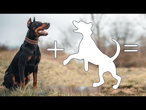 Top 6 Doberman Cross Breeds | Part - 2