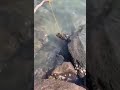 Catching Seafood Catch Crab Fishing Catch Catching Sea Eel Monster Crab Seafood Alien Sq
