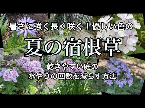 熱波の間、どの植物に優先的に水をやる必要がありますか?遅滞なく甘やかす種に焦点を当ててください！  庭園