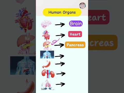 Human Organ Names in English language | #shorts #shortsfeed #learnenglish #englishvocabulary