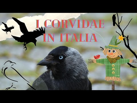 The Corvidae—jays, ravens, jackdaws, choughs, etc. compared-feat @guidascientificaxautostoppisti