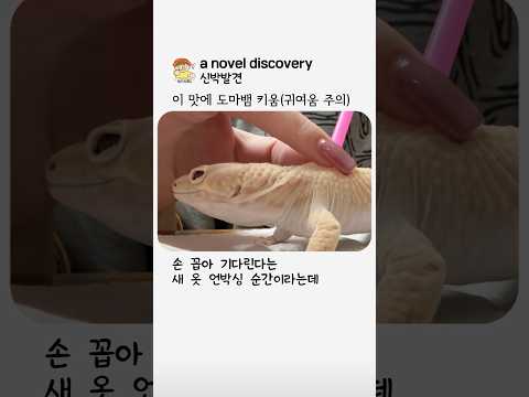 도마뱀 언박싱이 택배 언박싱보다 재밌는 이유 #동물 #만족감
